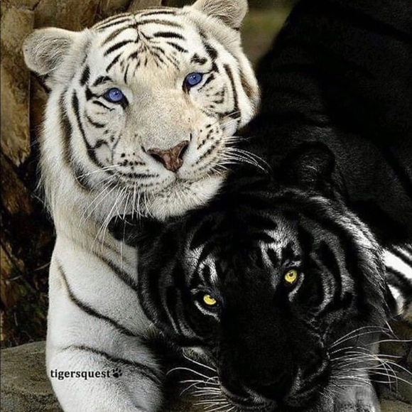 Meet your Posher, Shelon - Picture 1 of 1